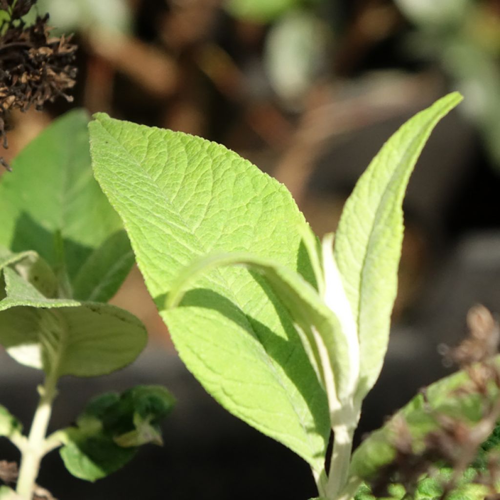 Vlinderstruik Funky Fuchsia - Buddleja davidii