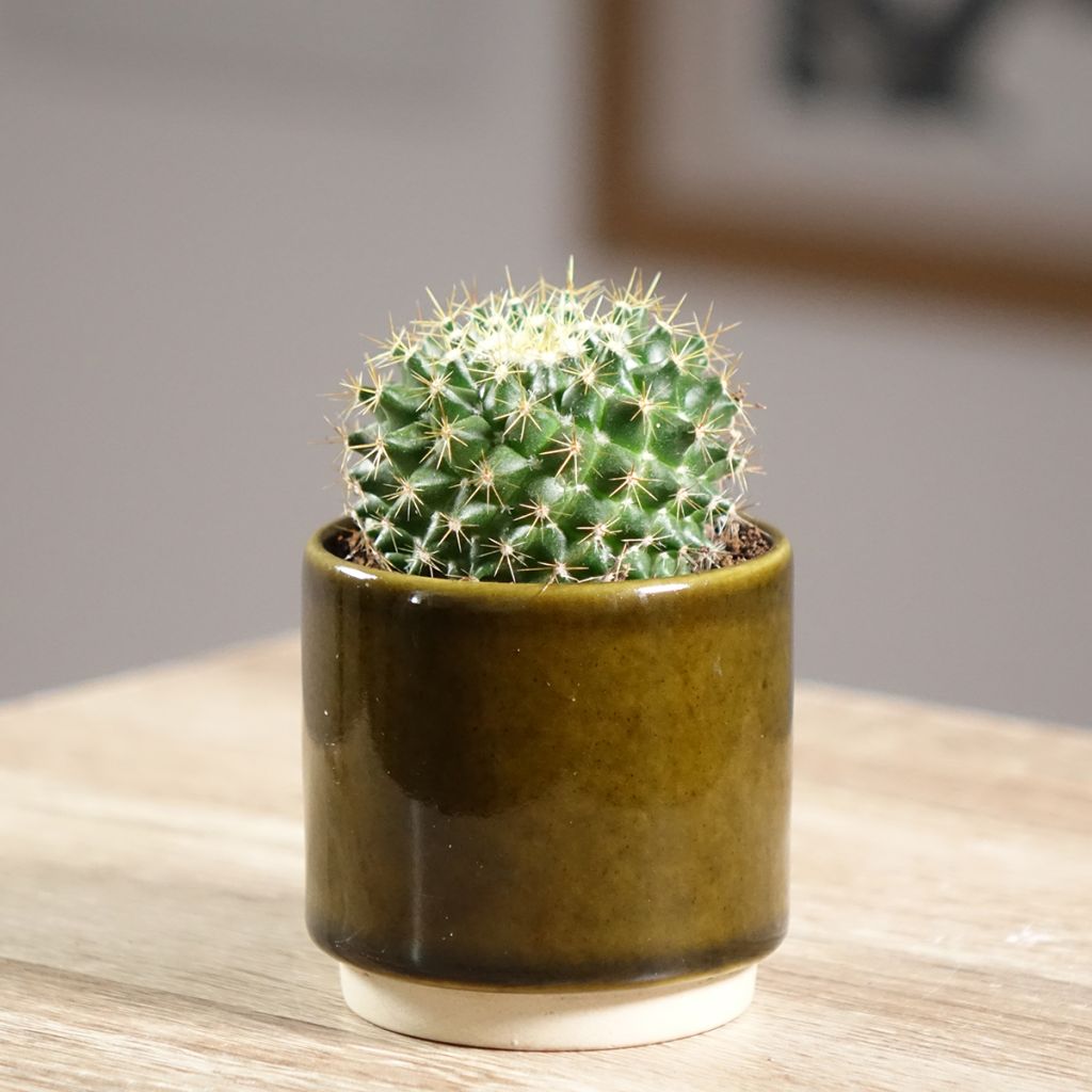 Cactus - Mammillaria marksiana