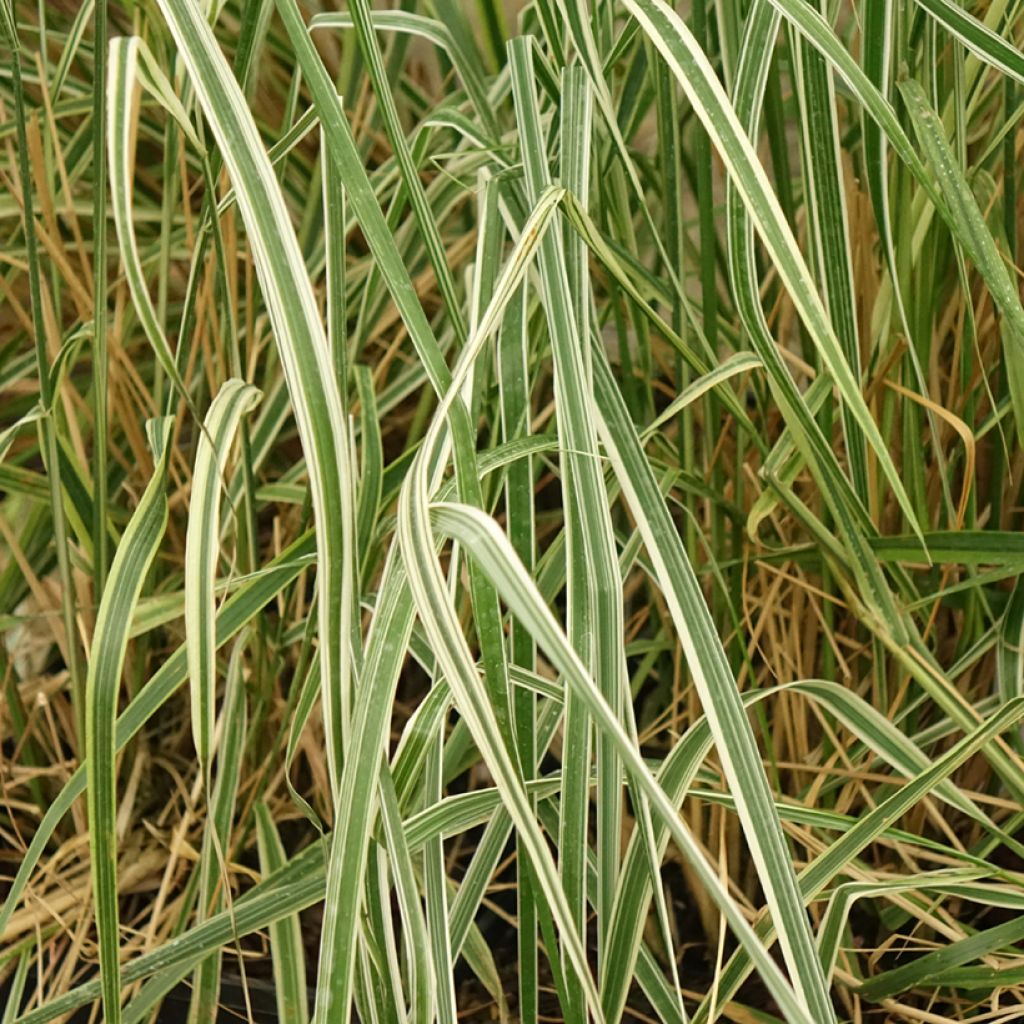 Calamagrostis acutiflora Overdam