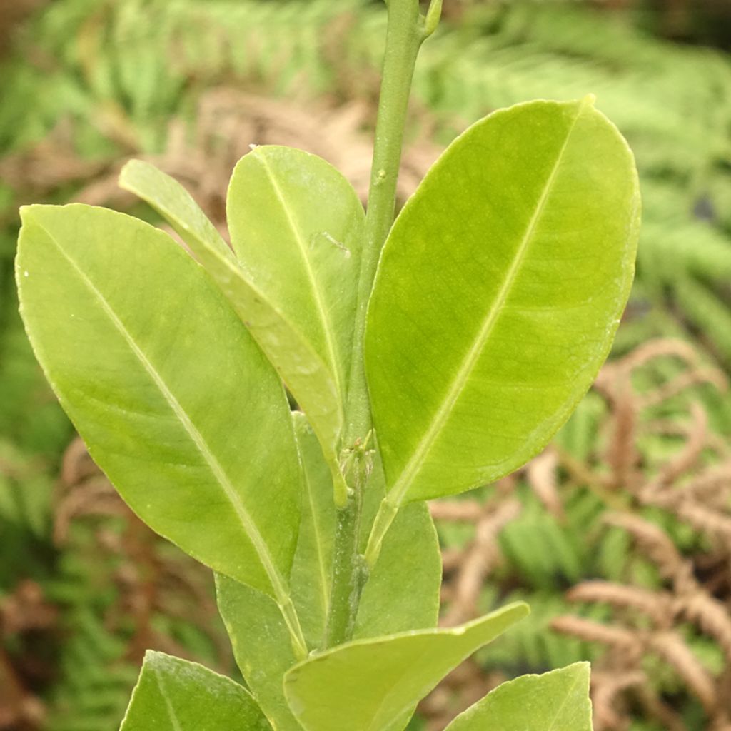 Calamondina - Citrus madurensis (mitis)