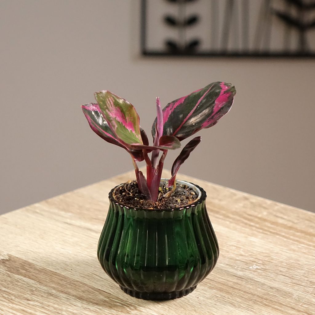 Calathea Princess Jessie