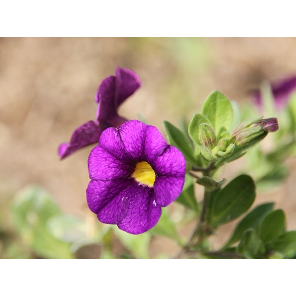 Calibrachoa Superbells Unique Blue Violet - Mini-pétunia