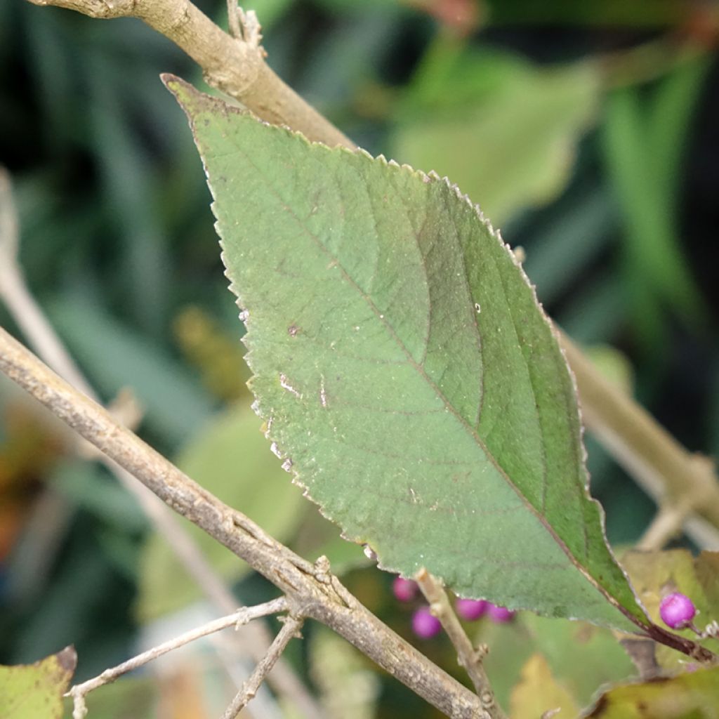 Callicarpa Imperial Pearl - Schoonvrucht