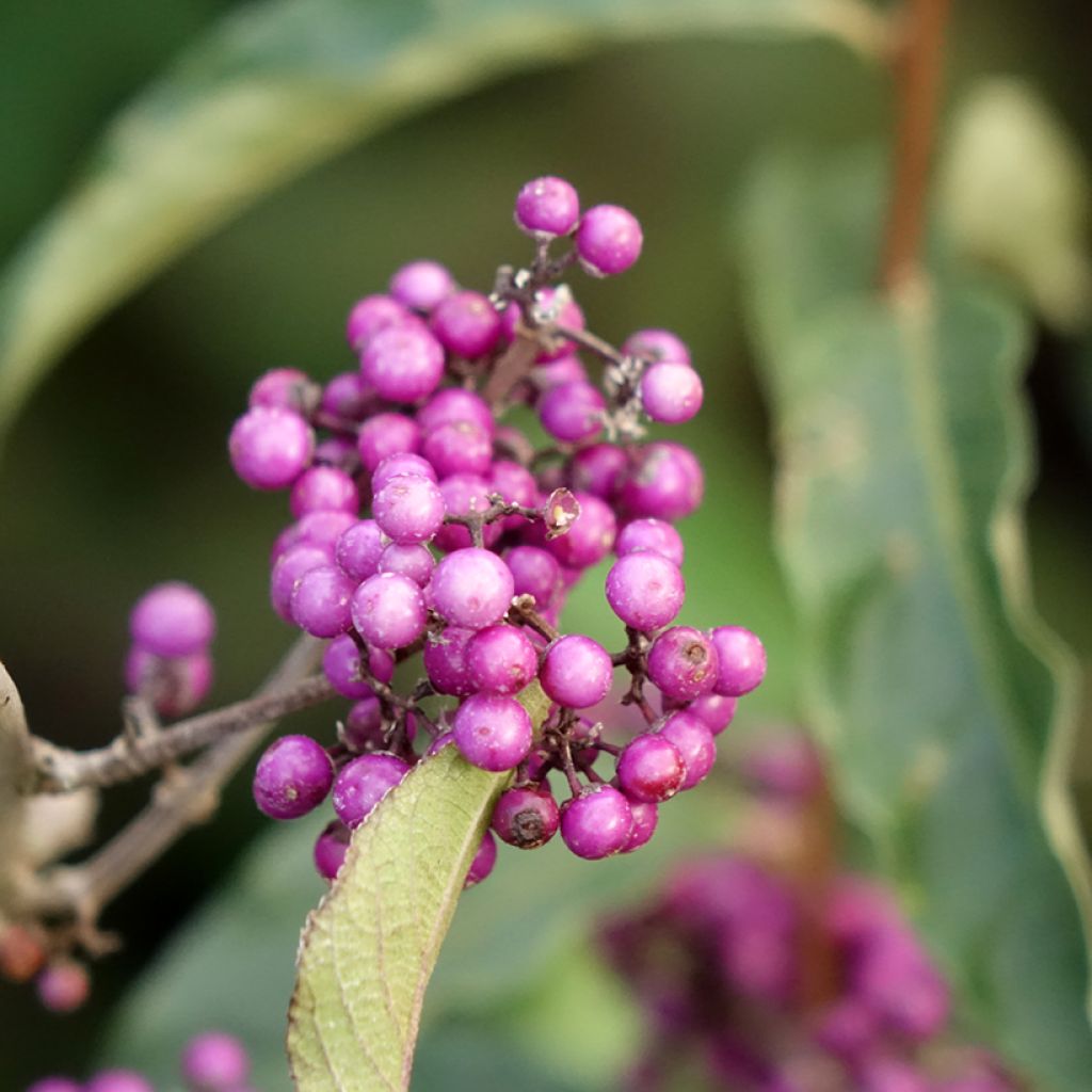 Callicarpa Imperial Pearl - Schoonvrucht