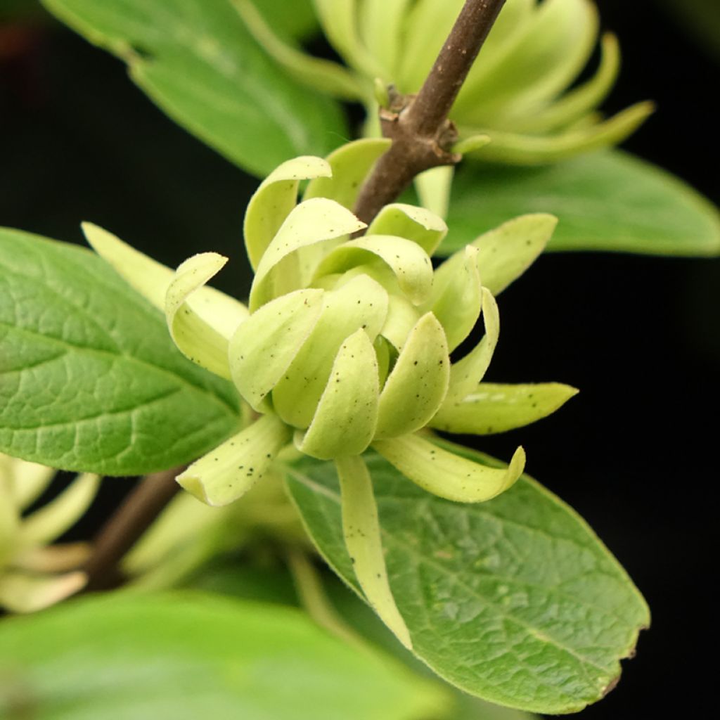 Calycanthus floridus Athens
