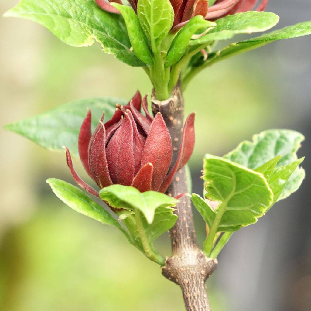 Calycanthus floridus Michael Lindsay