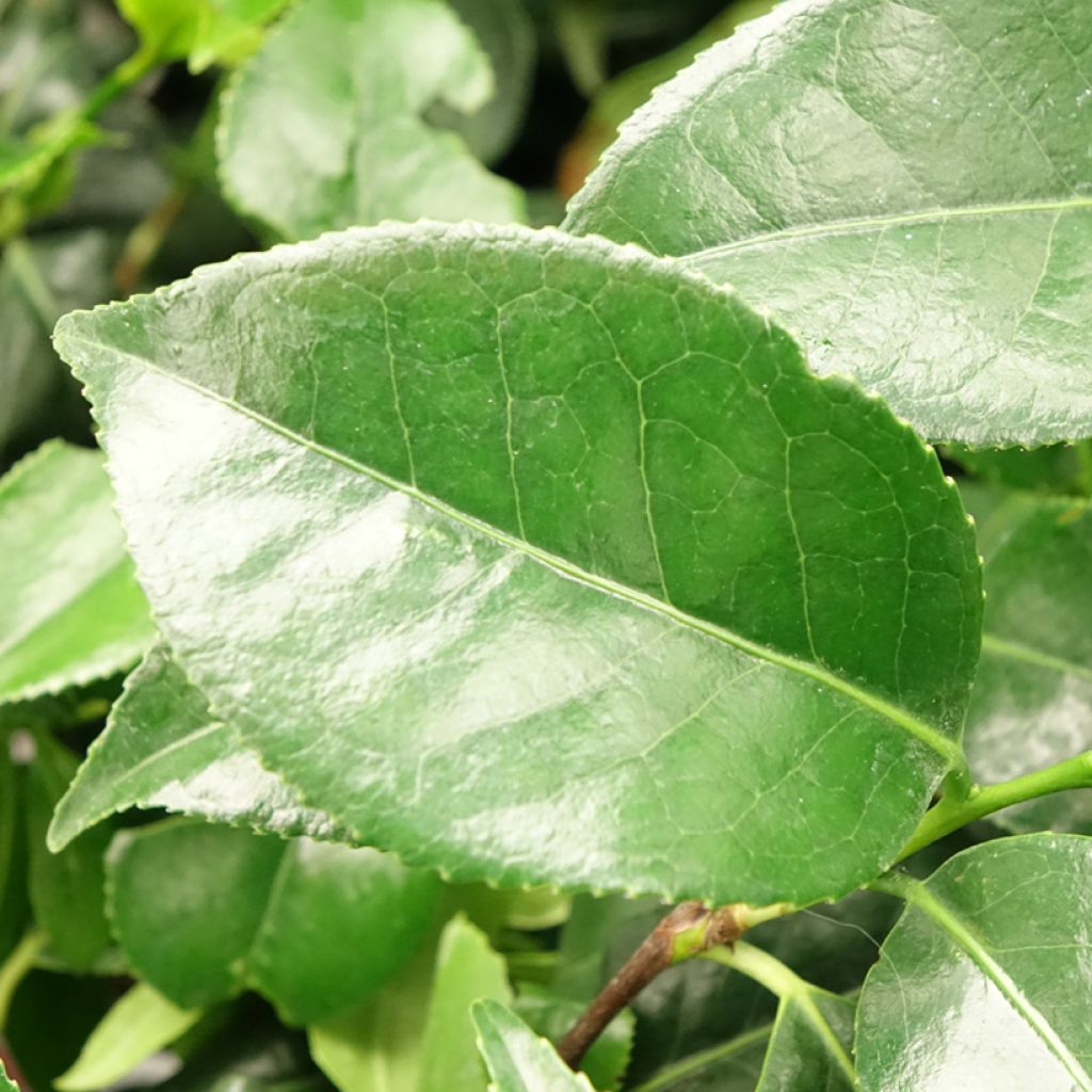 Camélia japonica Dainty California