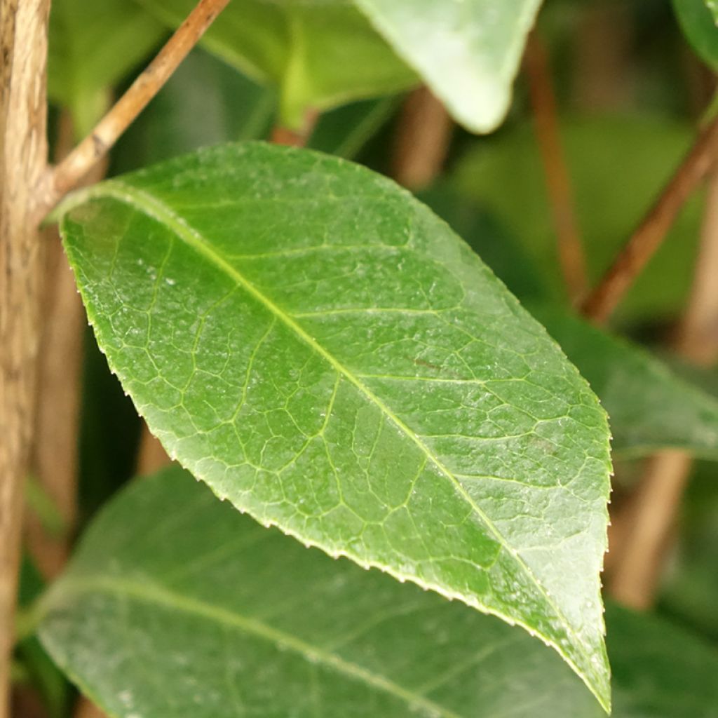 Camélia japonica Three Sisters ® (Red, Pink White)