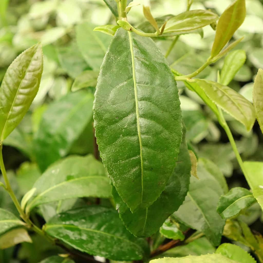 Camellia sinensis Théojardin