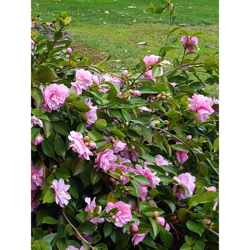 Camélia d'automne - Camellia sasanqua Waterfall Pink
