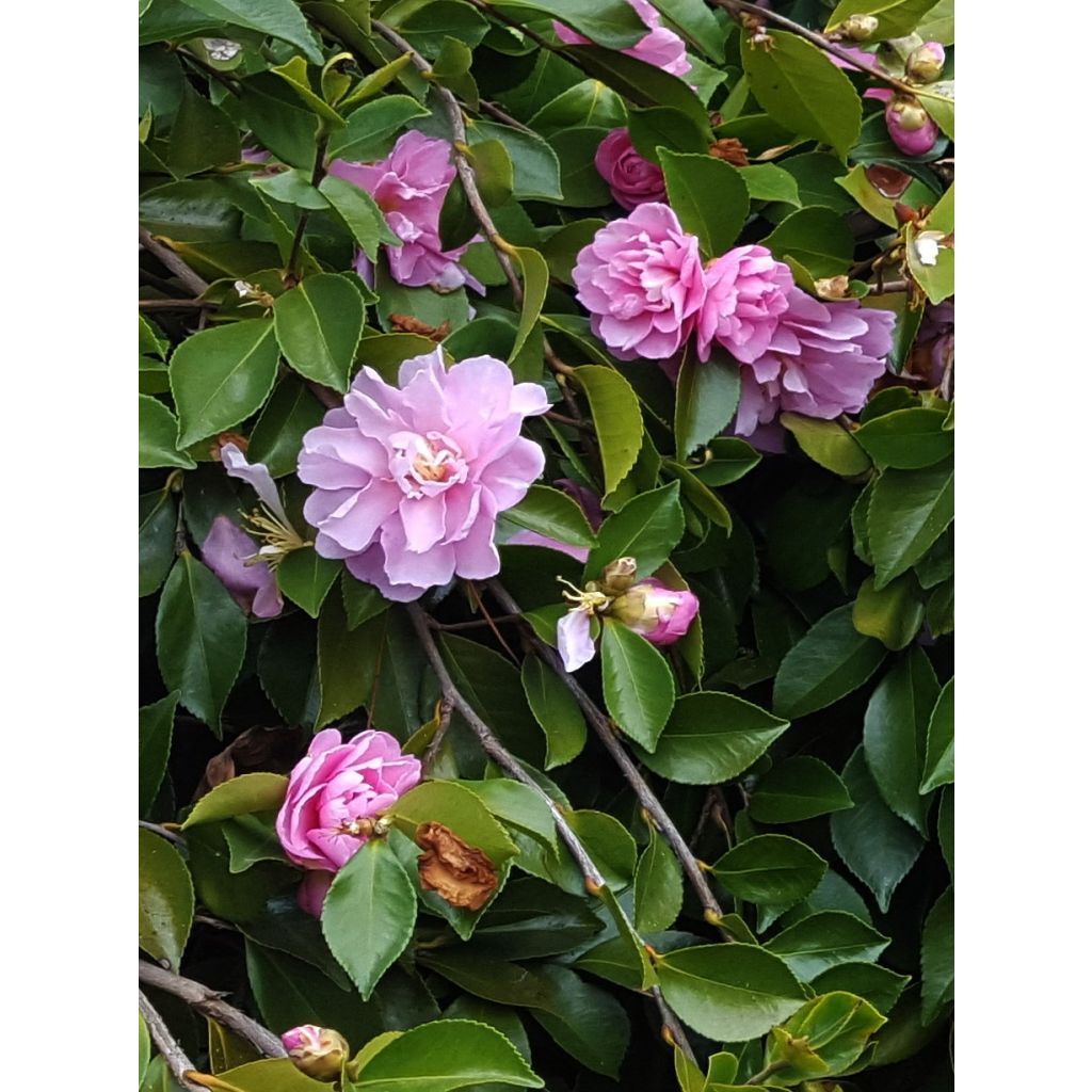 Camélia d'automne - Camellia sasanqua Waterfall Pink