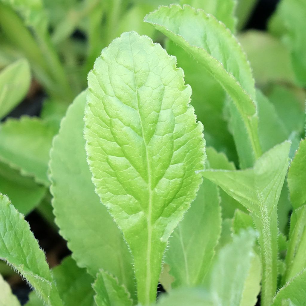 Campânula média azul