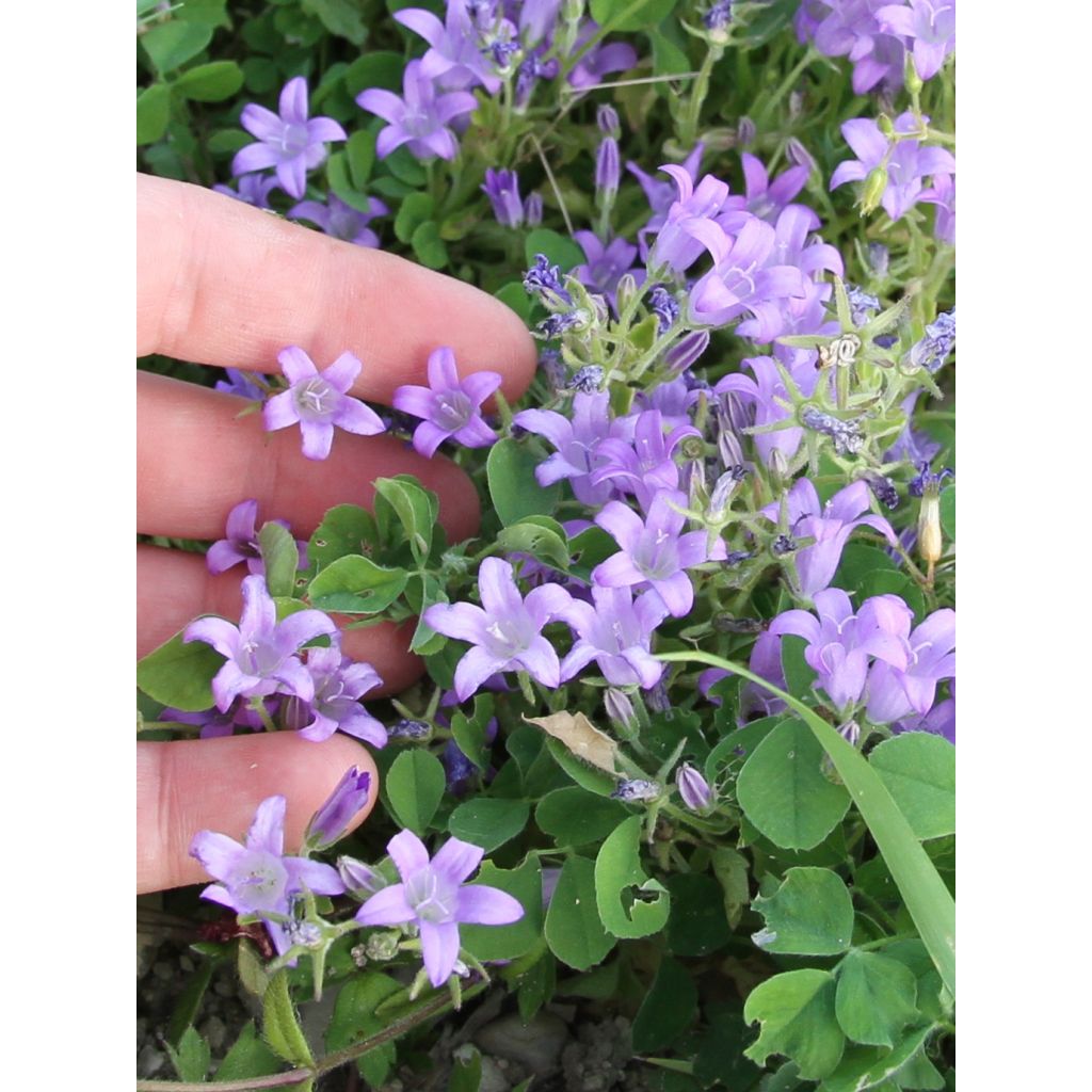 Campanule des murs - Campanula portenschlagiana (muralis)