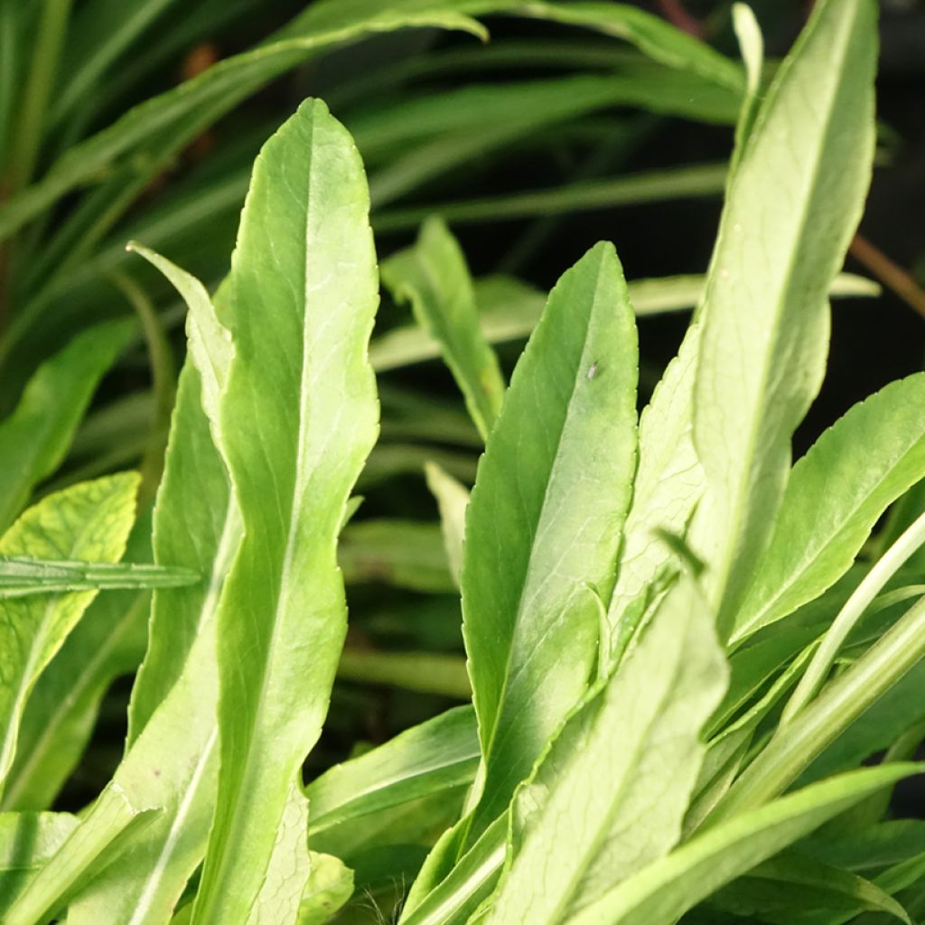 Campânula persicifolia