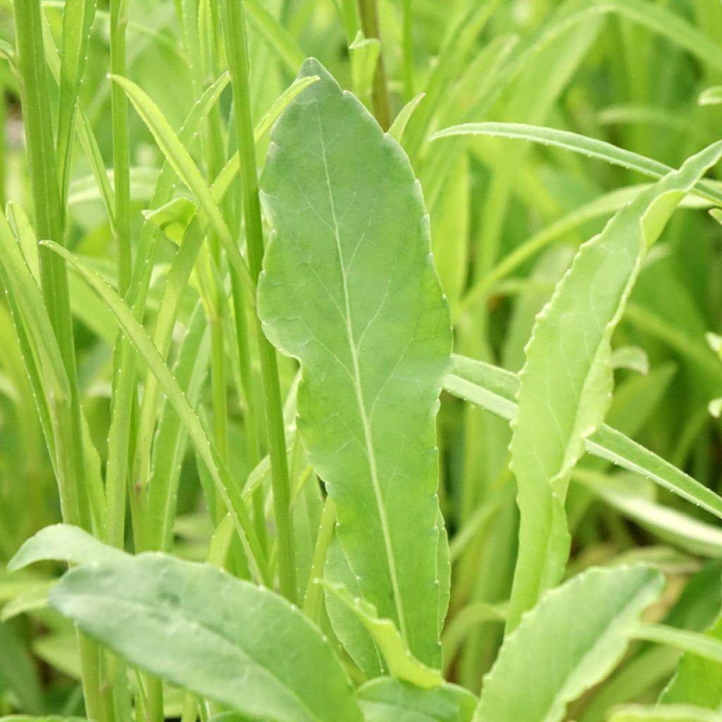 Campânula persicifolia