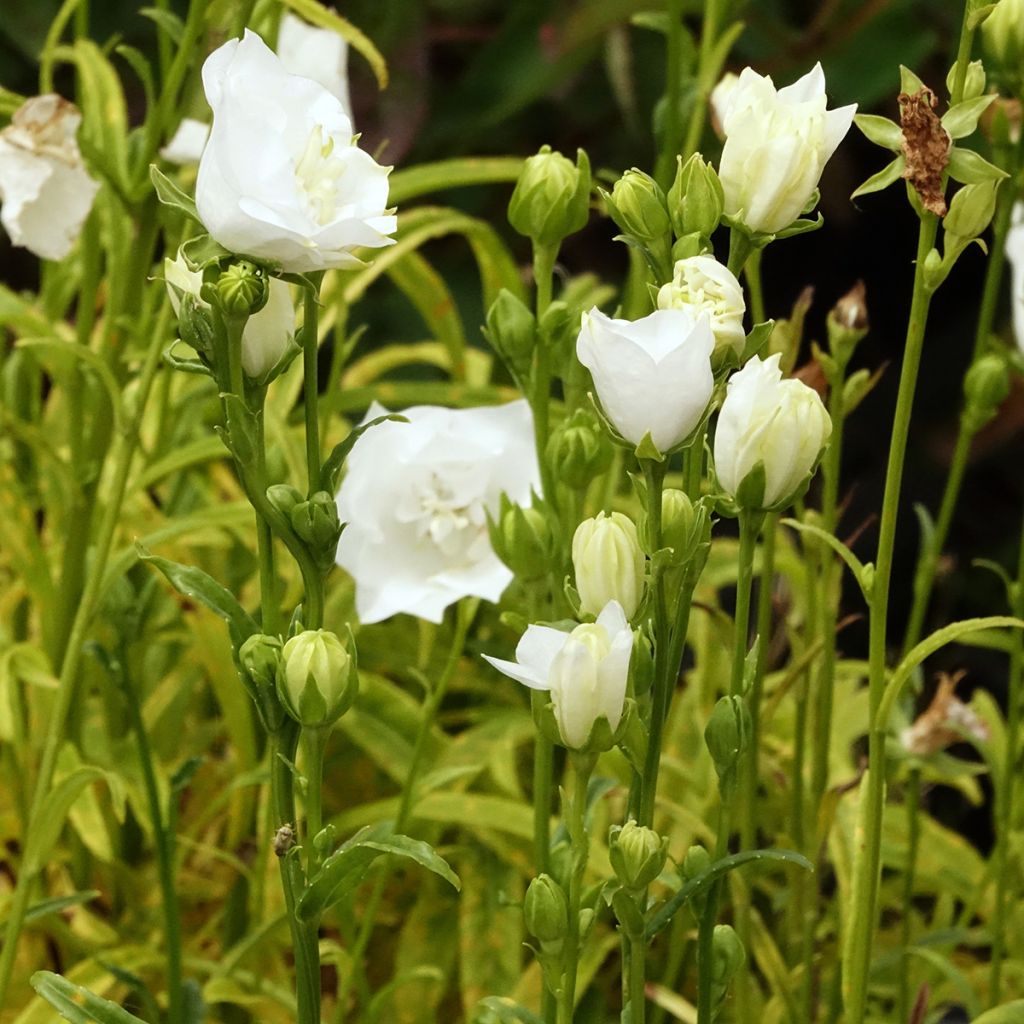 Campanule à feuilles de pêcher La Bonne Amie - Campanula persicifolia