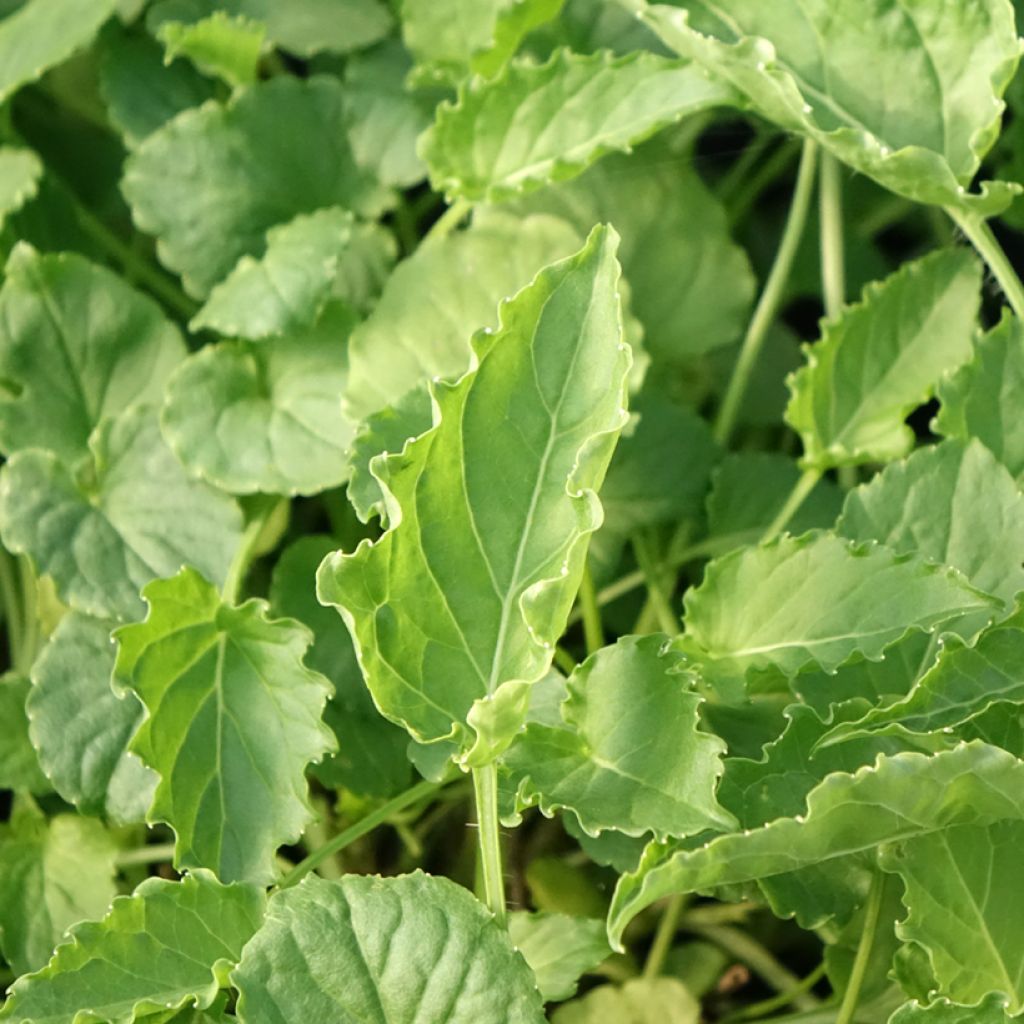 Campânula carpatica Clips white