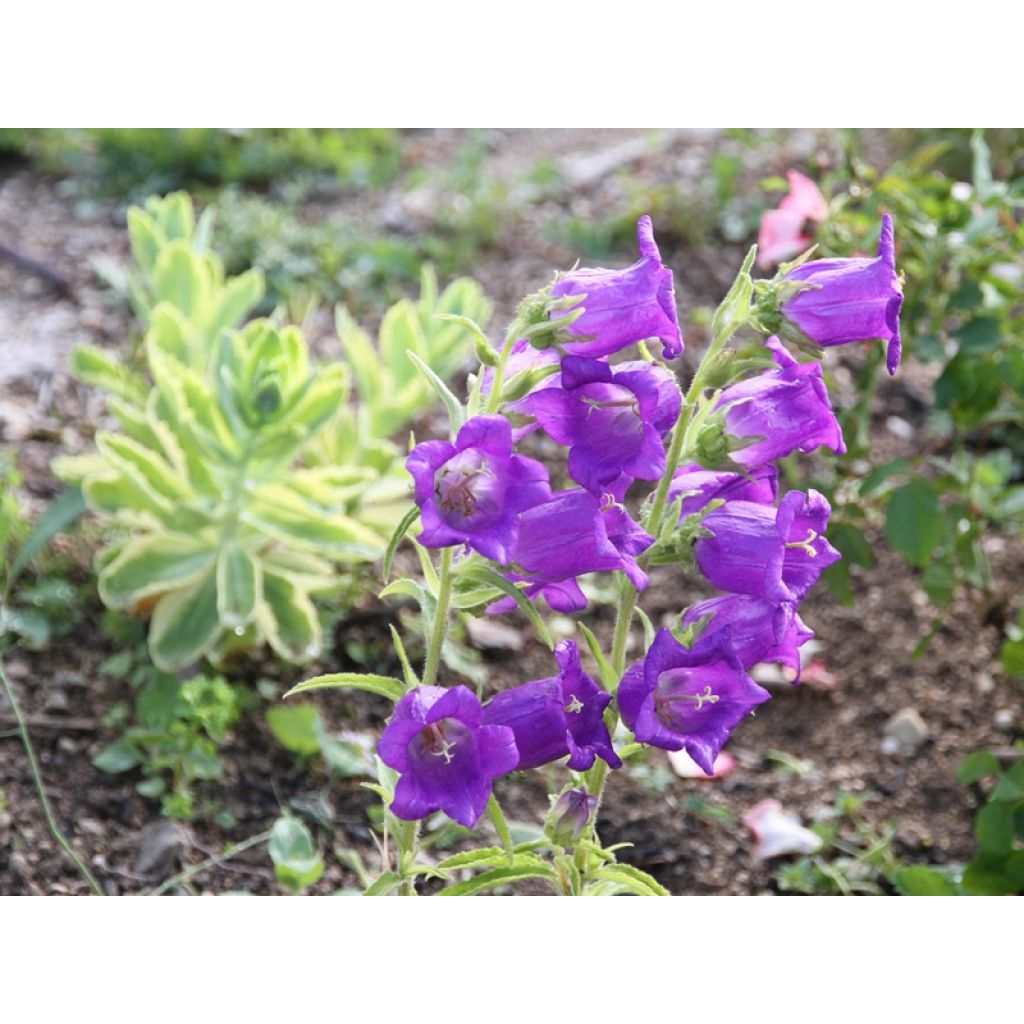 Graines de Campanule carillon à grosses fleurs doubles - Campanula medium