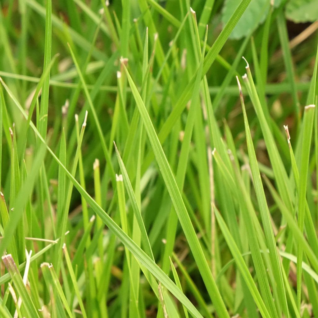 Deschampsia cespitosa Tauträger