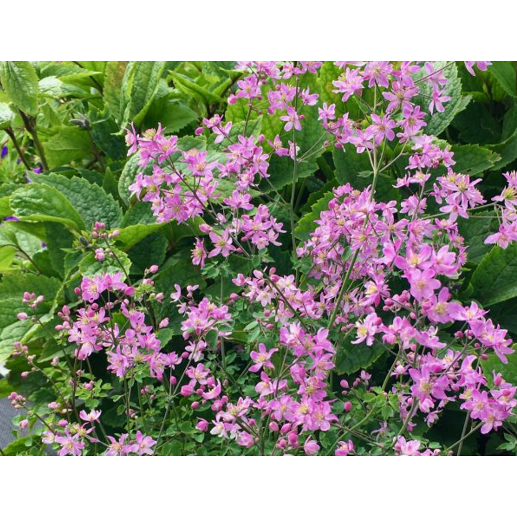 Thalictrum Fairy Wings - Pigamon