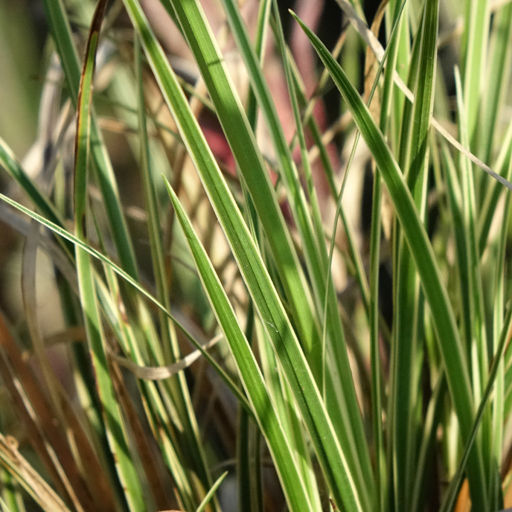 Carex brunnea Aureovariegata