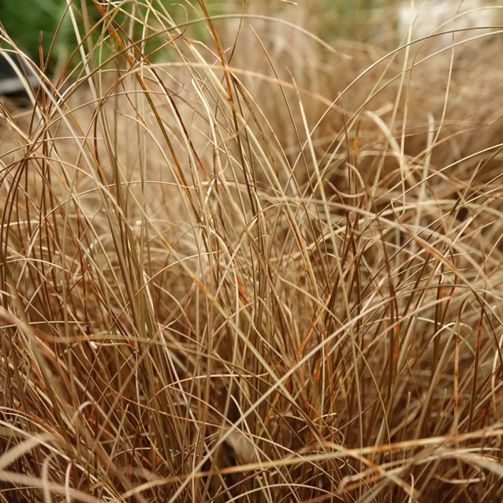 Carex comans Bronze Form