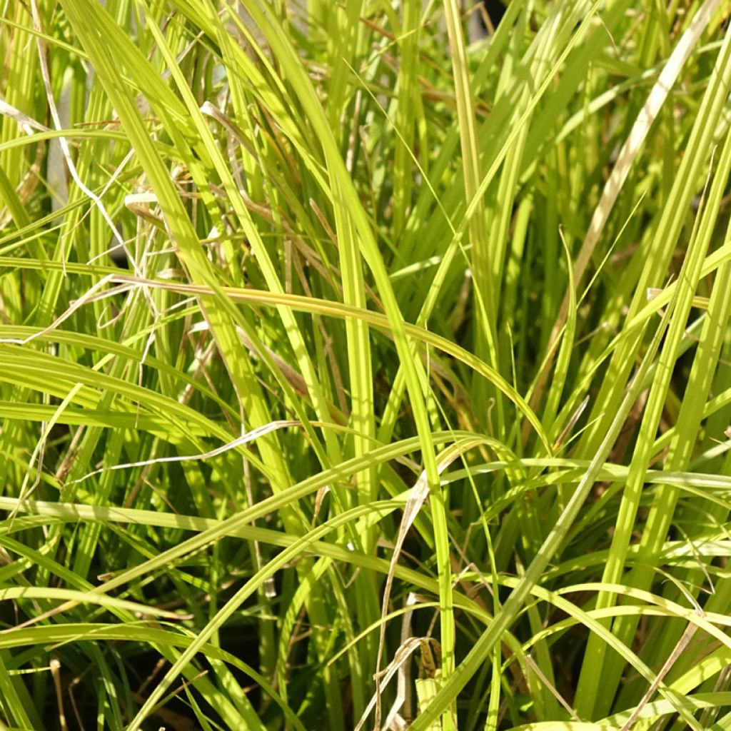Carex lenta Osaka