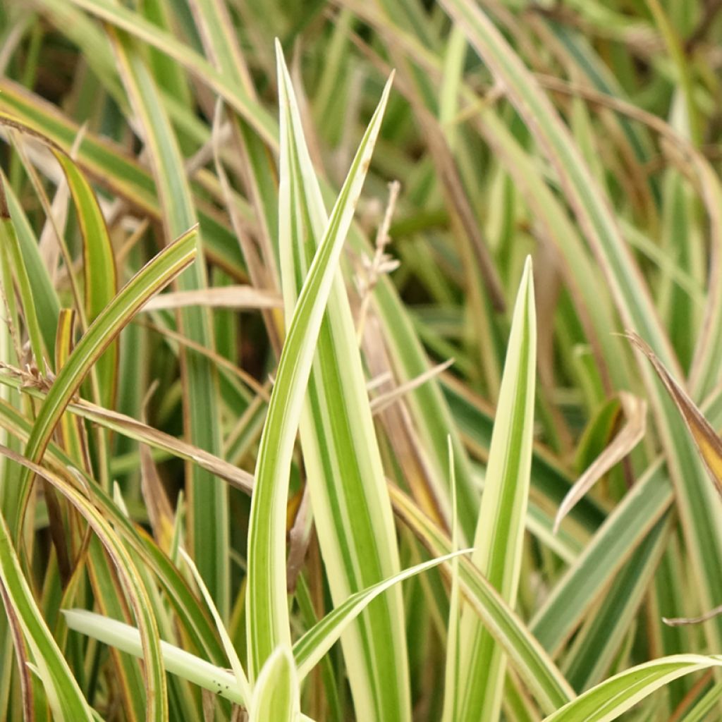 Carex morrowii Goldband