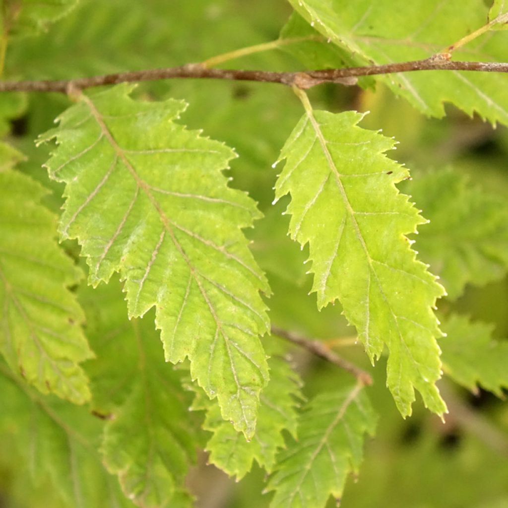 Carpinus betulus Quercifolia