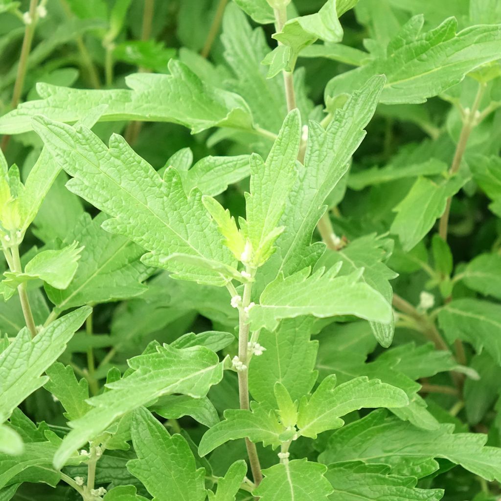 Caryopteris clandonensis Blue Balloon