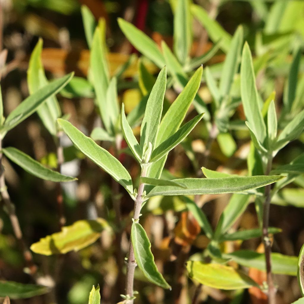 Caryopteris clandonensis Kew Blue