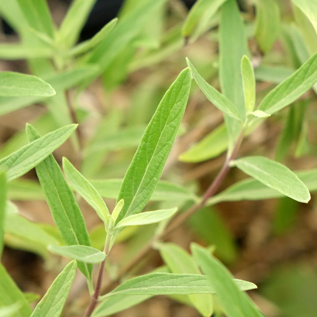 Caryopteris clandonensis Kew Blue
