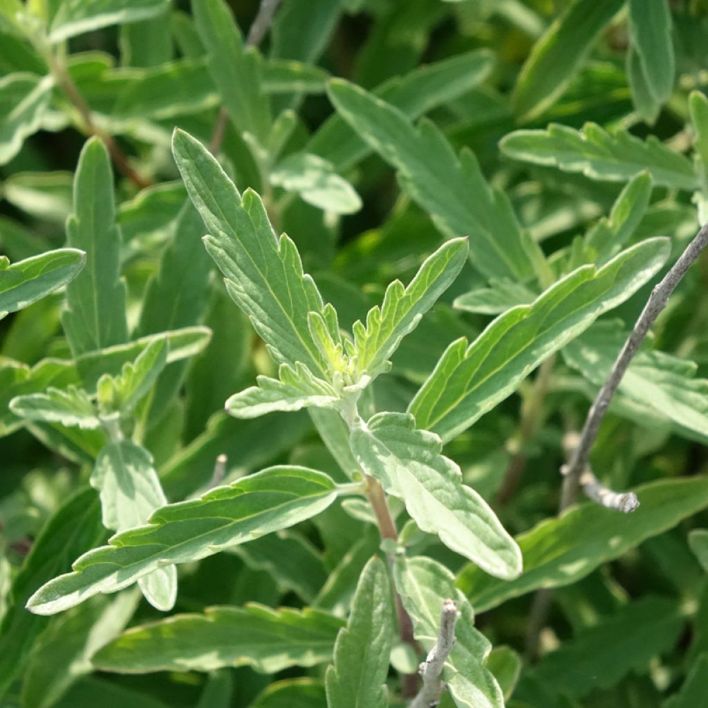 Caryopteris clandonensis Stephi