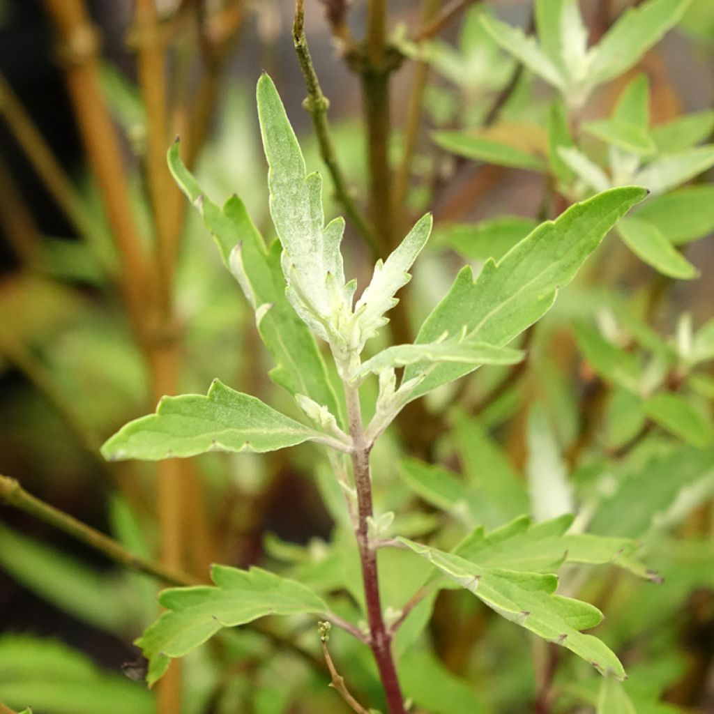 Caryopteris clandonensis Sterling Silver