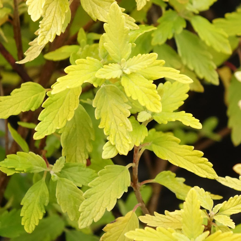 Caryopteris incana Sunny Blue