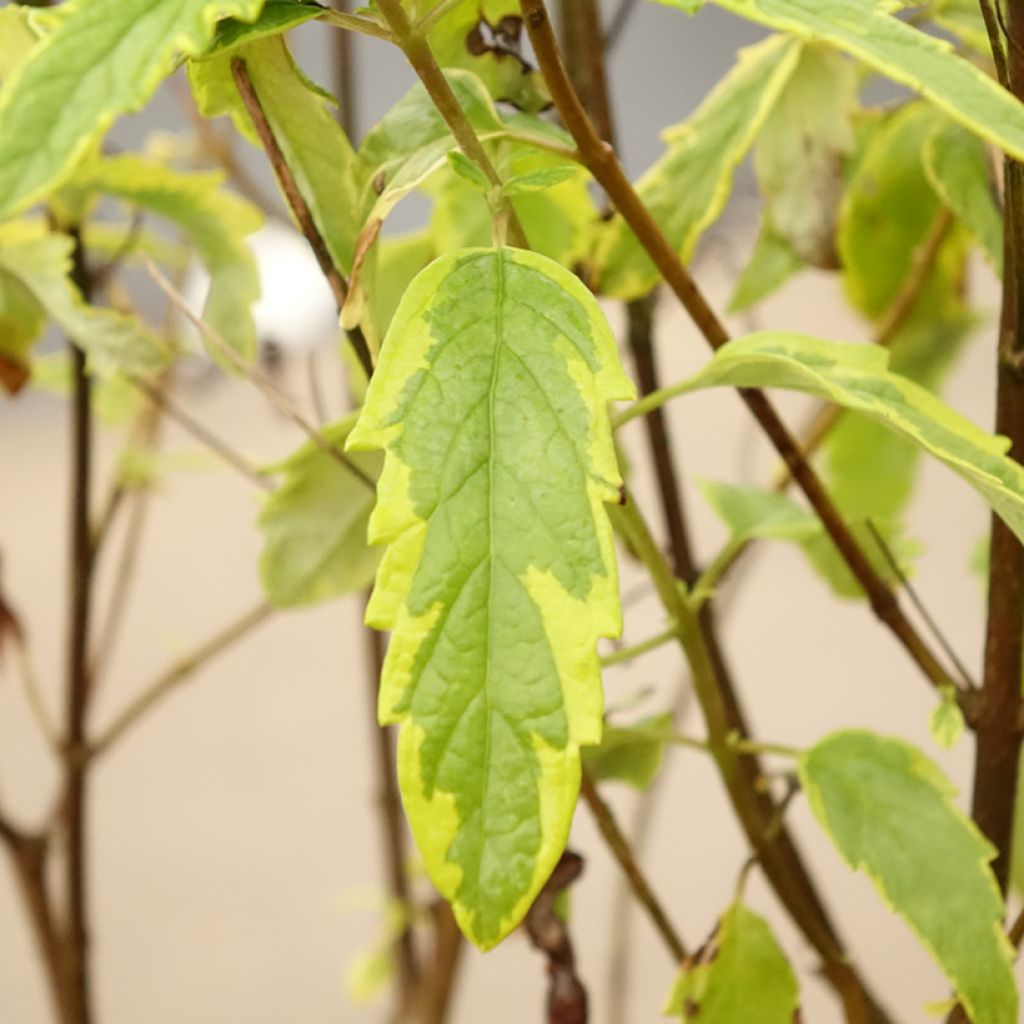 Caryopteris Summer Sorbet®