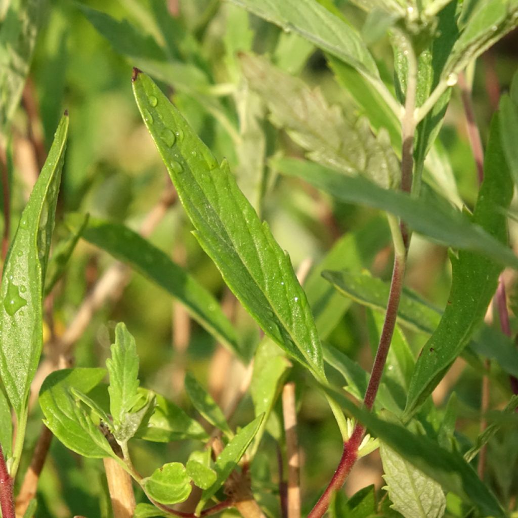 Caryopteris clandonensis Blauer Spatz (Oiseau Bleu)