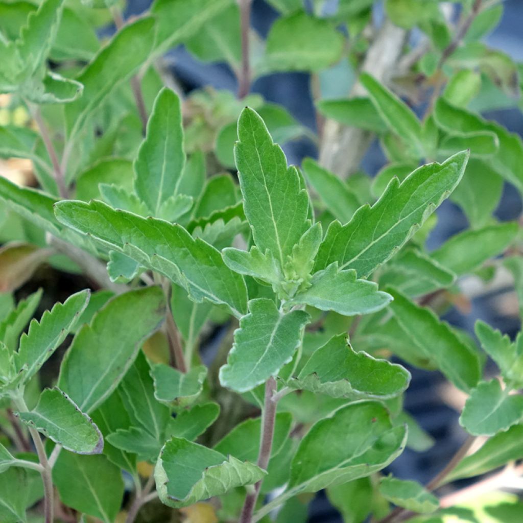 Caryopteris clandonensis Blue Fountain
