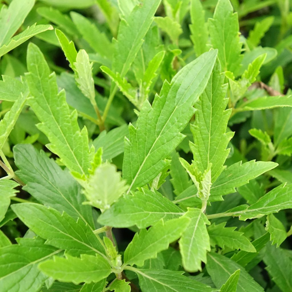 Caryopteris clandonensis Camara Pink