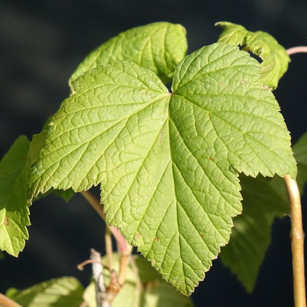 Groselheira-preta (Cássis) Andega Bio