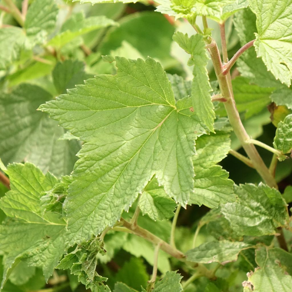Groselheira-preta (Cássis) Cassissima Blackbells