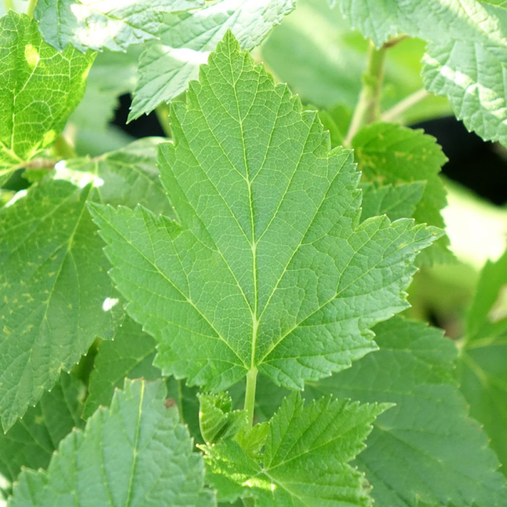 Groselheira-preta (Cássis) Pérolas de Auvergne Georges Delbard