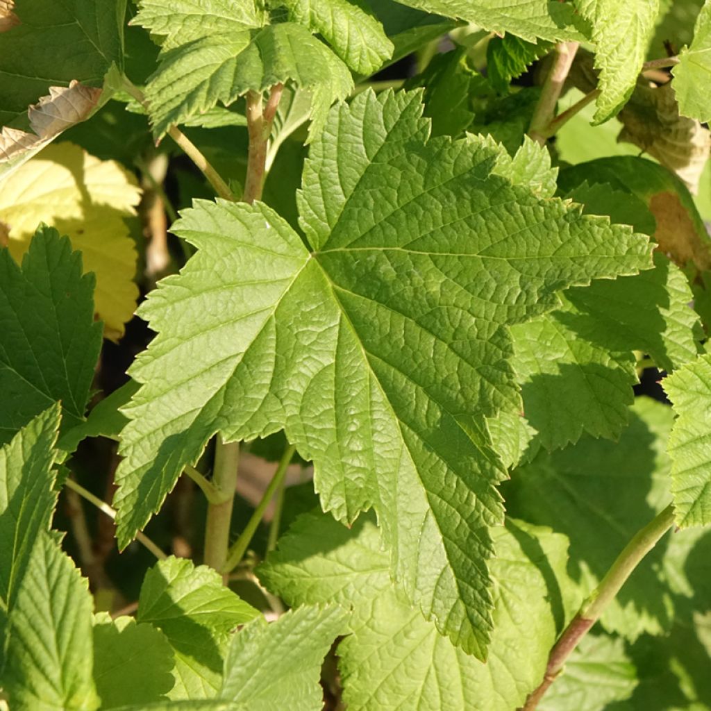 Groselheira-preta (Cássis) Triton