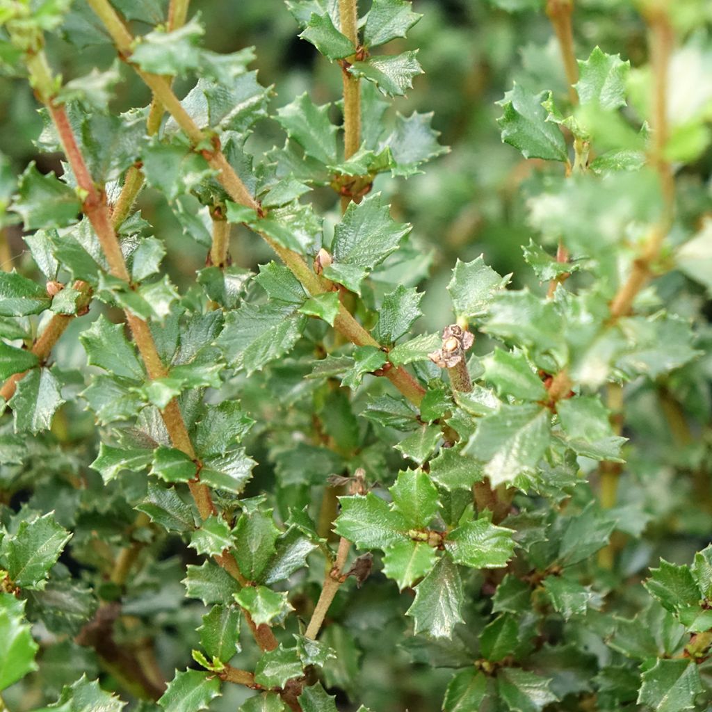Ceanothus impressus Puget Blue