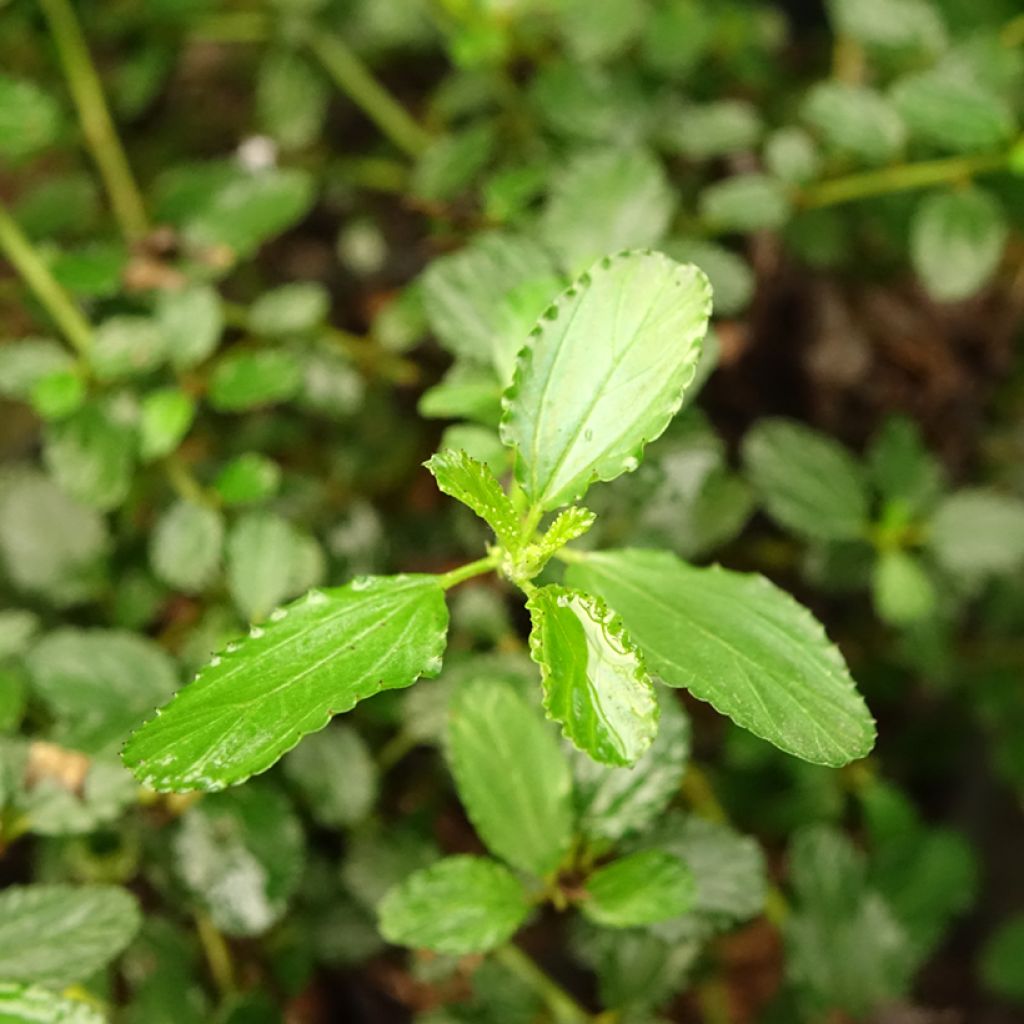 Ceanothus prostratus