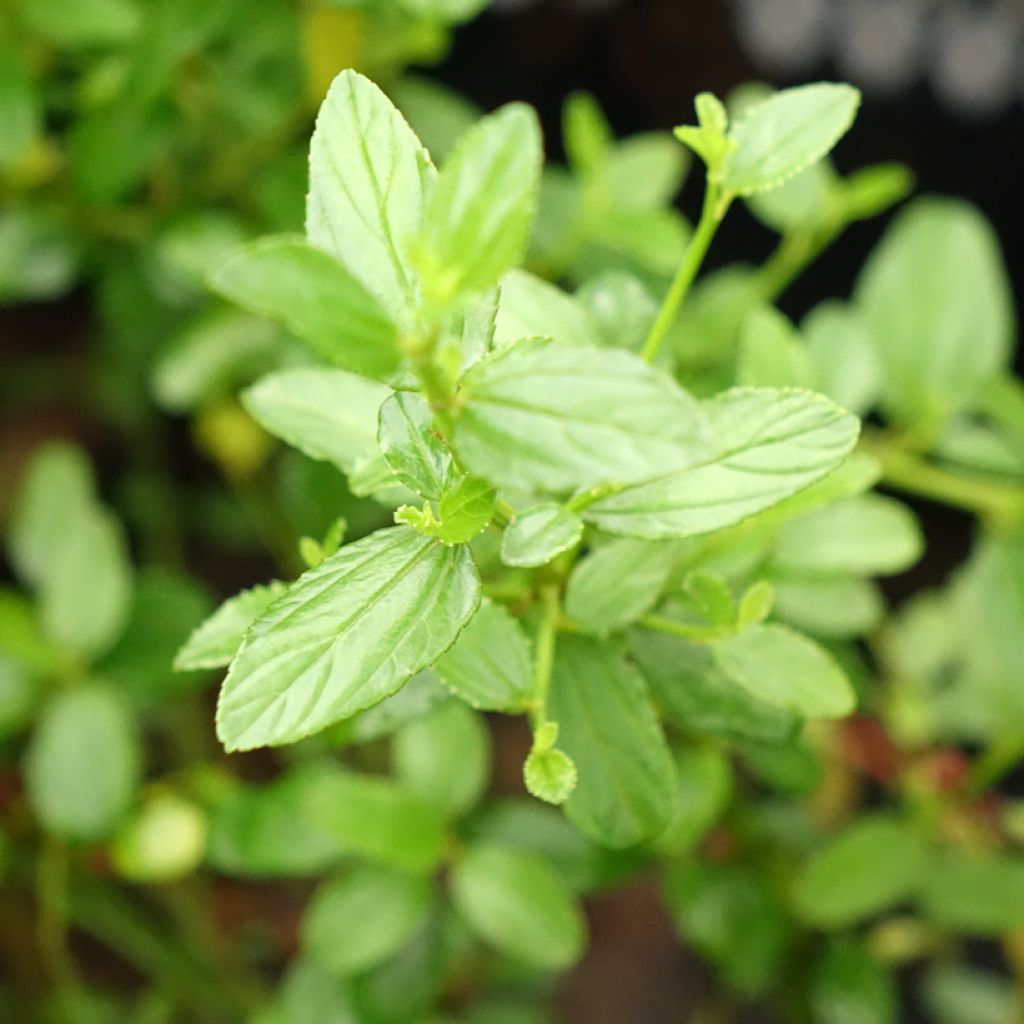 Ceanothus x thyrsiflorus Snow Flurries - Amerikaanse sering