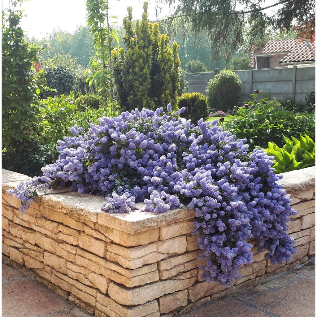 Ceanothus thyrsiflorus repens - Lilas de Californie
