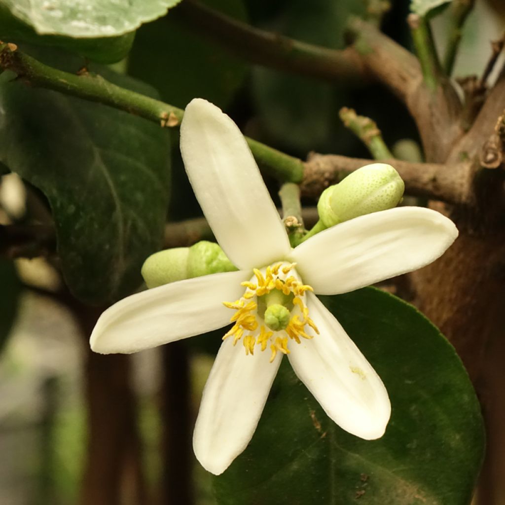 Cidreira - Citrus medica