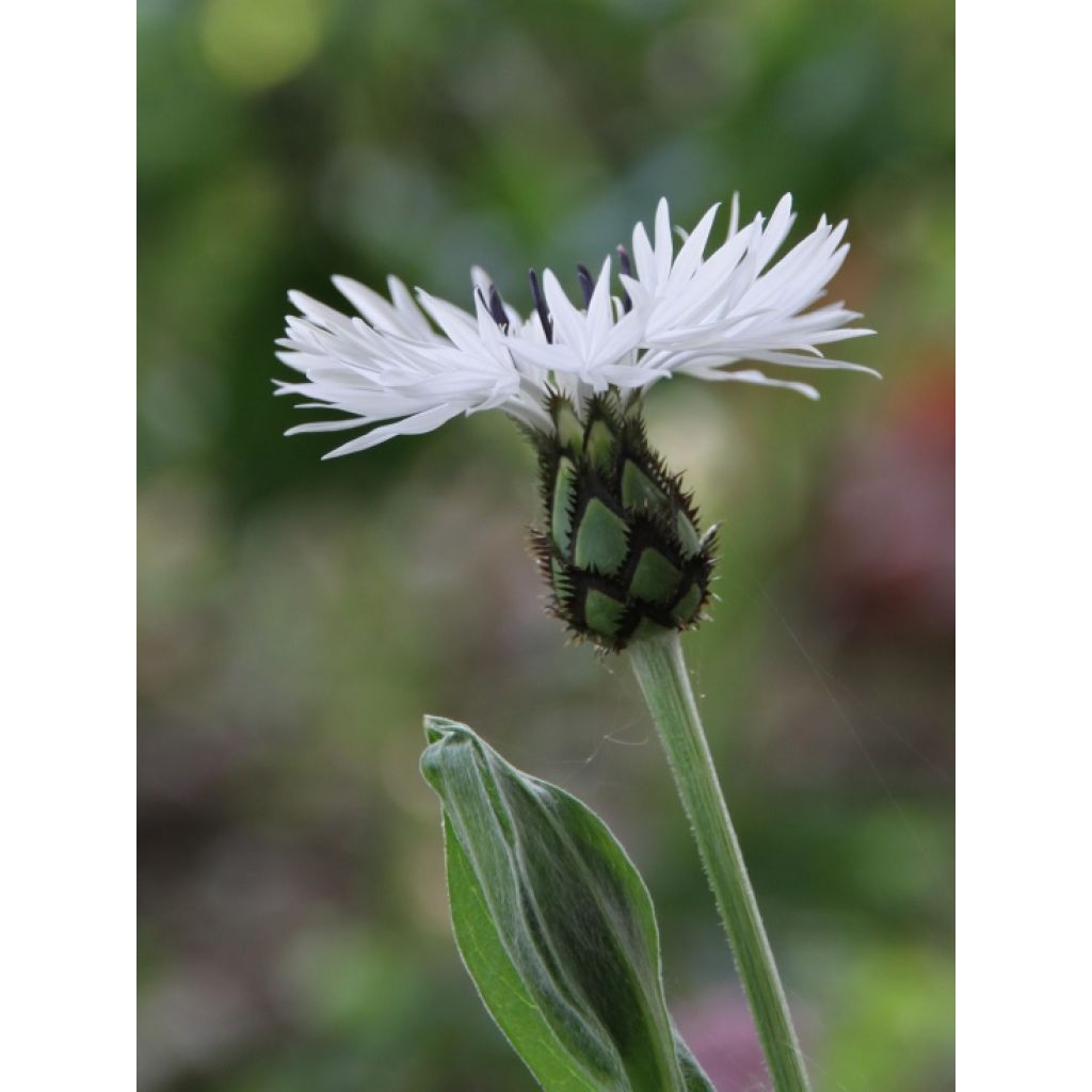 Bleuet des montagnes blanc - Centaurée montana Alba