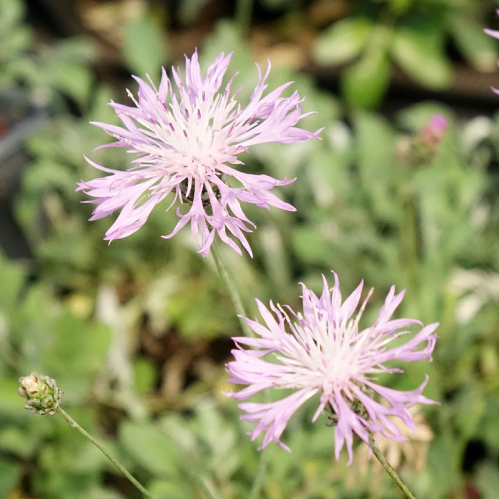 Centaurea bella